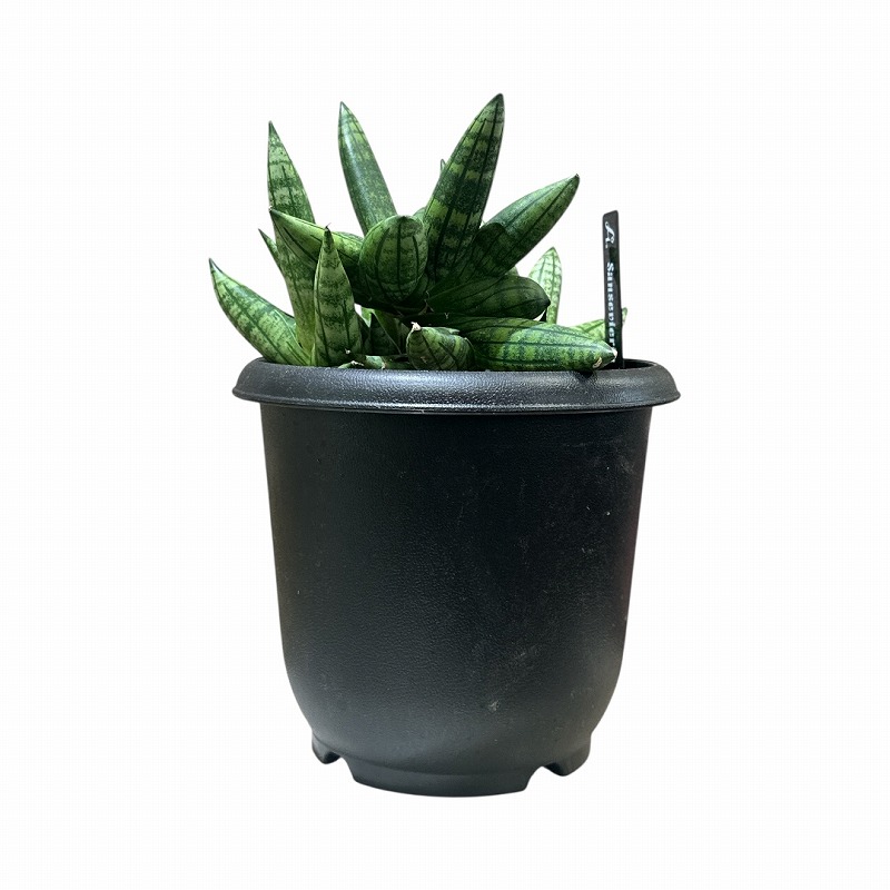 サンセベリア マニー Sansevieria Manee 5号(現品)｜芳樹園オンライン