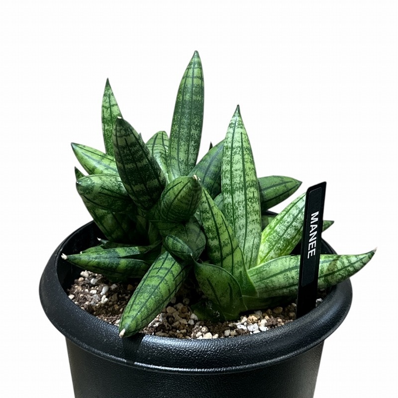 サンセベリア マニー Sansevieria Manee 5号(現品)｜芳樹園オンライン