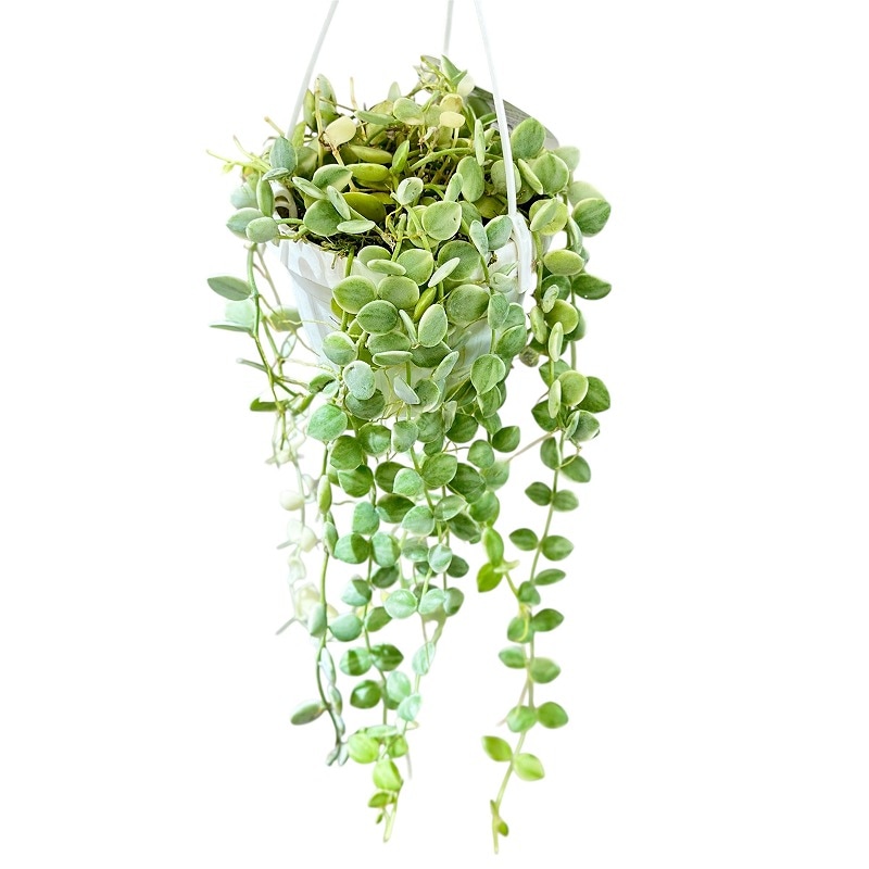 ヌンムラリア　バリエガータ ディスキディア ヌンムラリア バリエガータ 2.5号 吊り鉢(1鉢