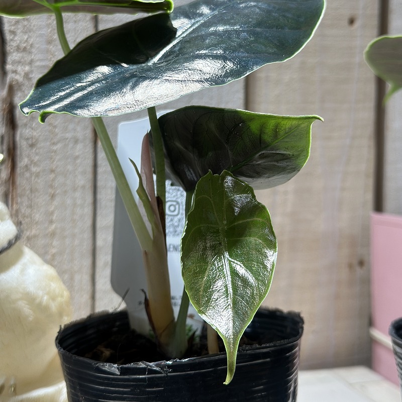 アロカシア アズラニー 3号(個体おまかせ1鉢)｜芳樹園オンラインショップ