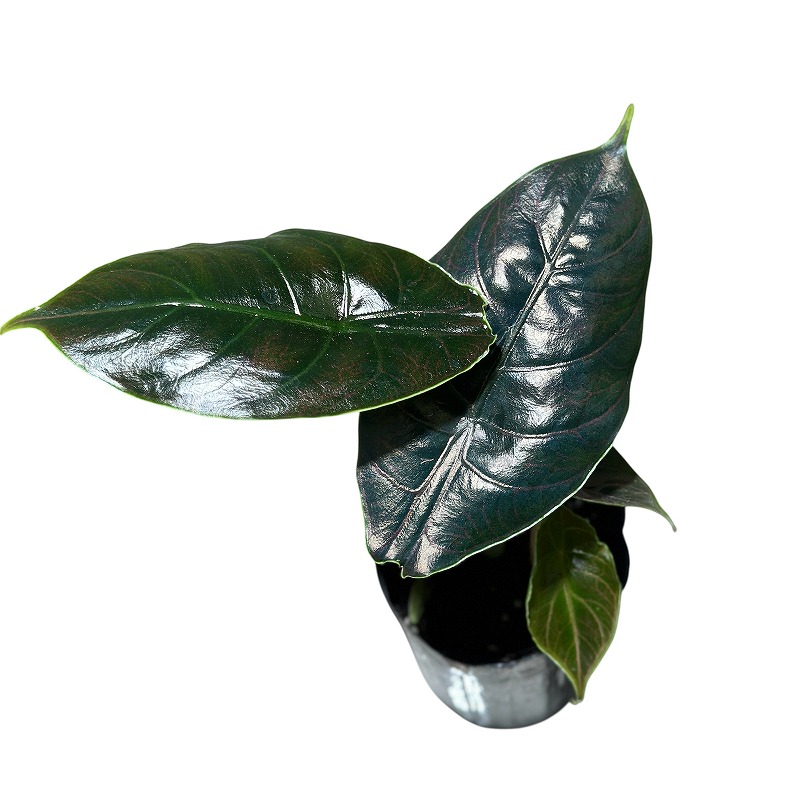 アロカシア アズラニー 3号(個体おまかせ1鉢)｜芳樹園オンラインショップ