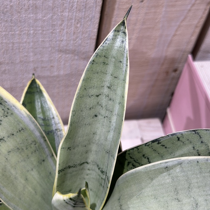 サンセベリア シルバーハニー 3.5号(個体おまかせ1鉢)｜芳樹園