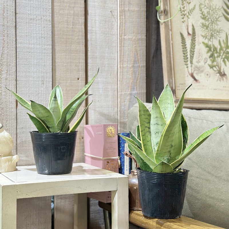 サンセベリア シルバーハニー 3.5号(個体おまかせ1鉢)｜芳樹園