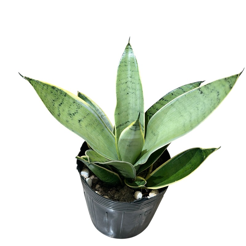 サンセベリア シルバーハニー 3.5号(個体おまかせ1鉢)｜芳樹園