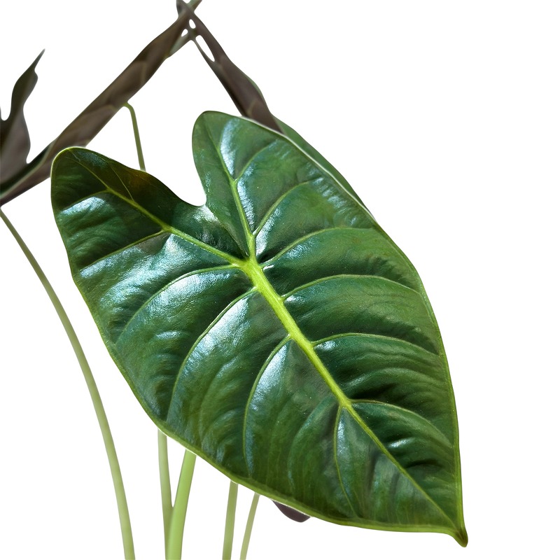 アロカシア ゴールデンボーン 斑入り 種類・用途,植物,観葉植物