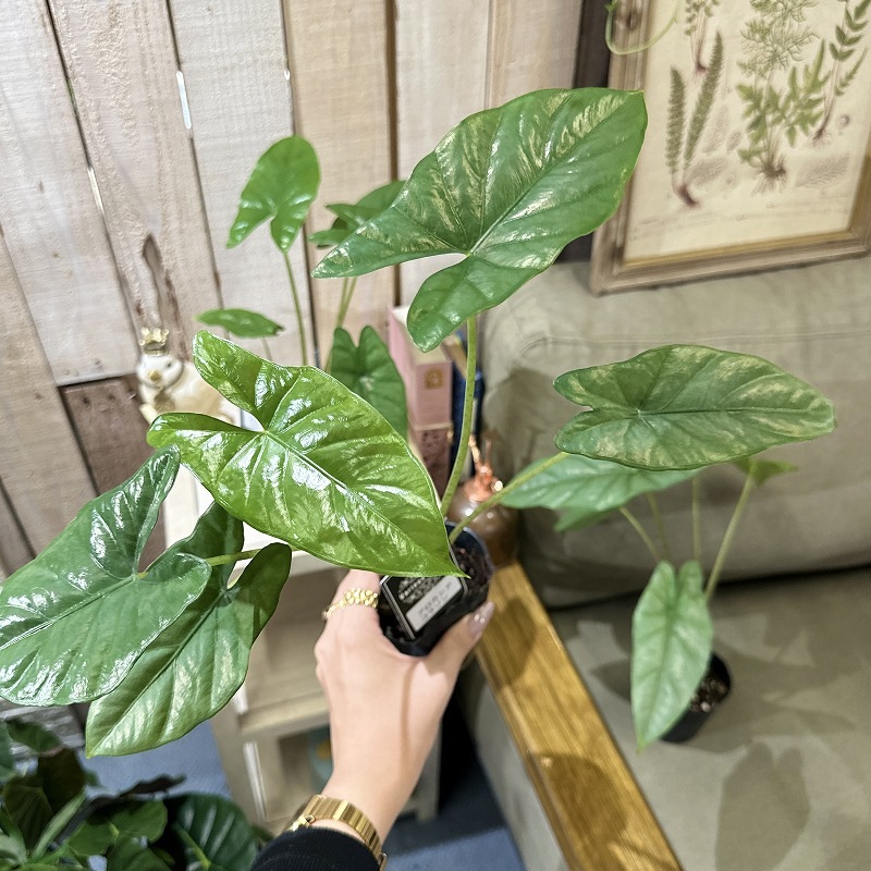 アロカシア コラゾン 斑入り アロカシア コラゾン 3号(個体おまかせ1鉢)｜芳樹園オンラインショップ