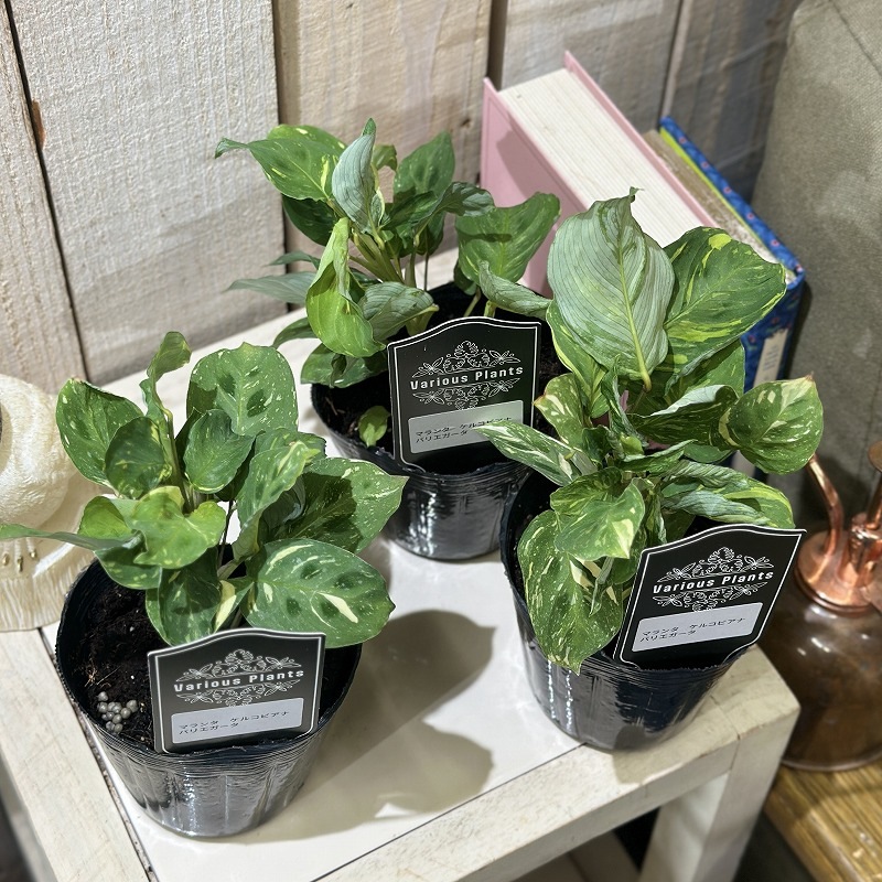 マランタ ケルコビアナ バリエガータ 3号(個体おまかせ1鉢)｜芳樹園