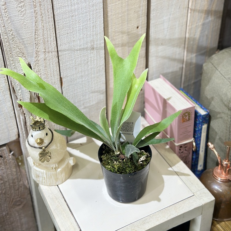 コウモリラン(ビカクシダ) ホワイトホーク 3号(個体おまかせ1鉢