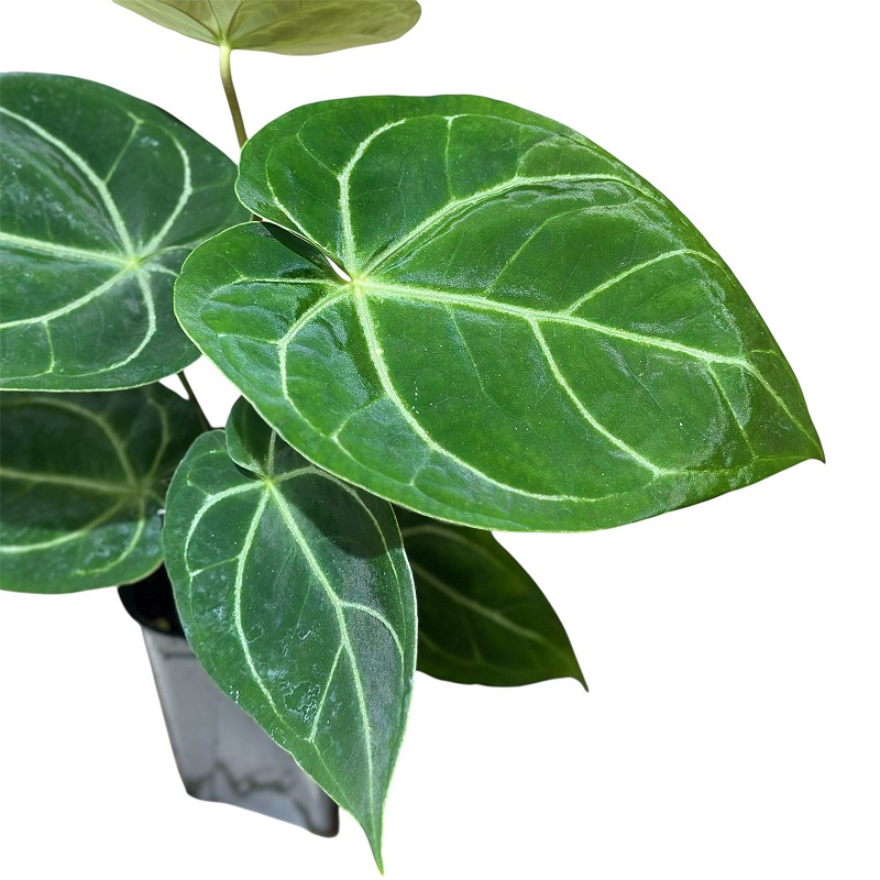 アンスリウム　ドラヤキ×エースオブスペード　3.5号 アンスリウム：ドラヤキ×エースオブスペード 3.5号ポット の通販