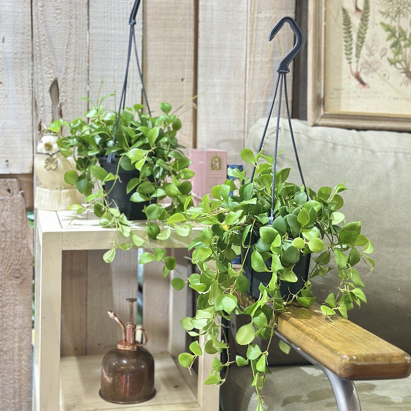 ホヤ(サクララン) ヘウスケリアナ 3.5号スリット吊り鉢(個体おまかせ1