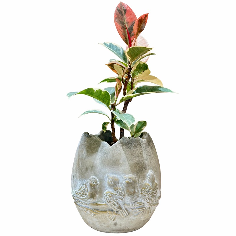 種類・用途,植物,観葉植物｜芳樹園オンラインショップ