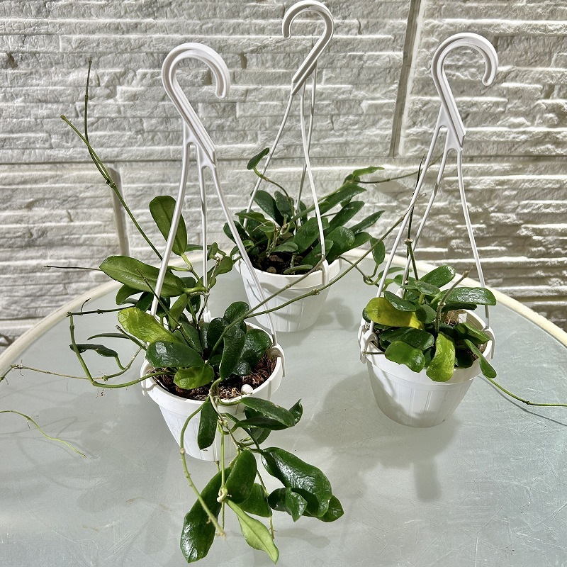 ホヤ ロツンディフォリア 3号吊り (現品)｜芳樹園オンラインショップ