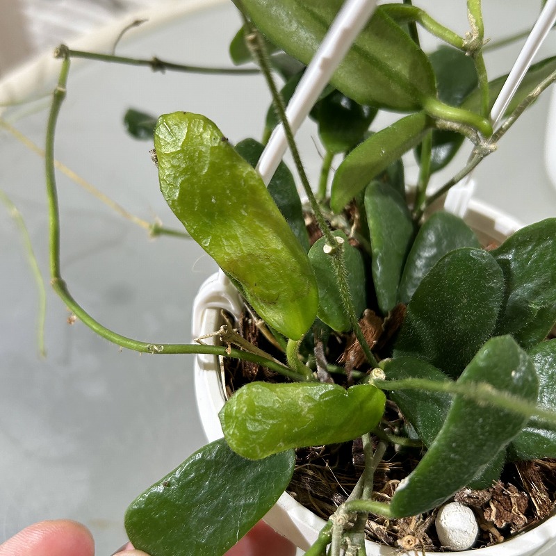 ホヤ ロツンディフォリア 3号吊り (現品)｜芳樹園オンラインショップ