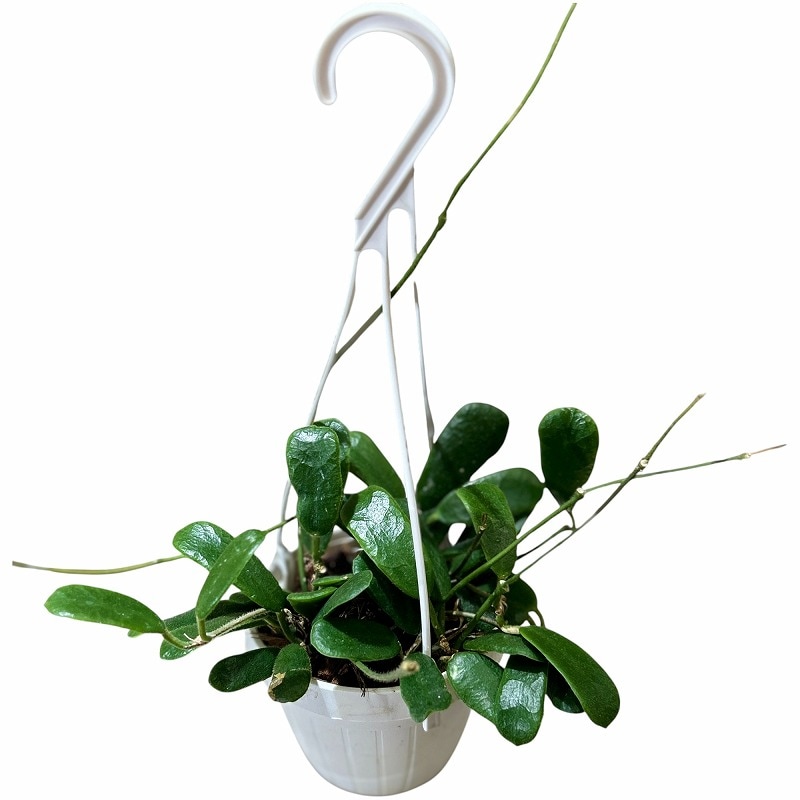 ホヤ ロツンディフォリア 3号吊り (現品)｜芳樹園オンラインショップ