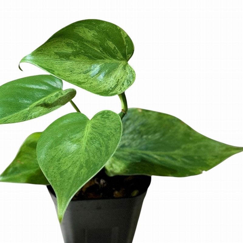 フィロデンドロン ヘデラカム バリエガータ 3号スリット角鉢(個体