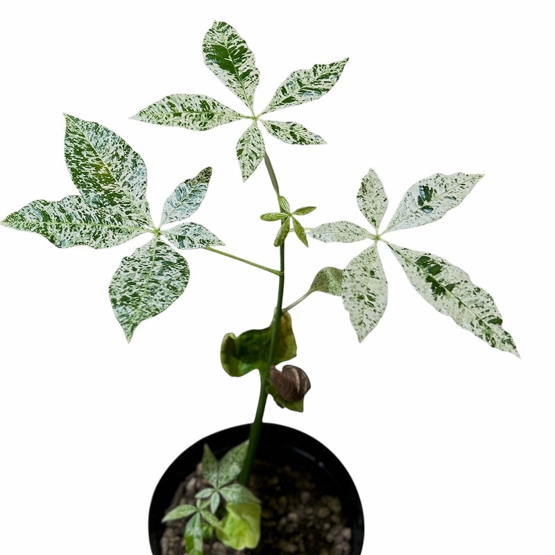 その他観葉植物 / 5,000円～10,000円の観葉植物 | 送料無料でお届け | Hitohana（ひとはな）