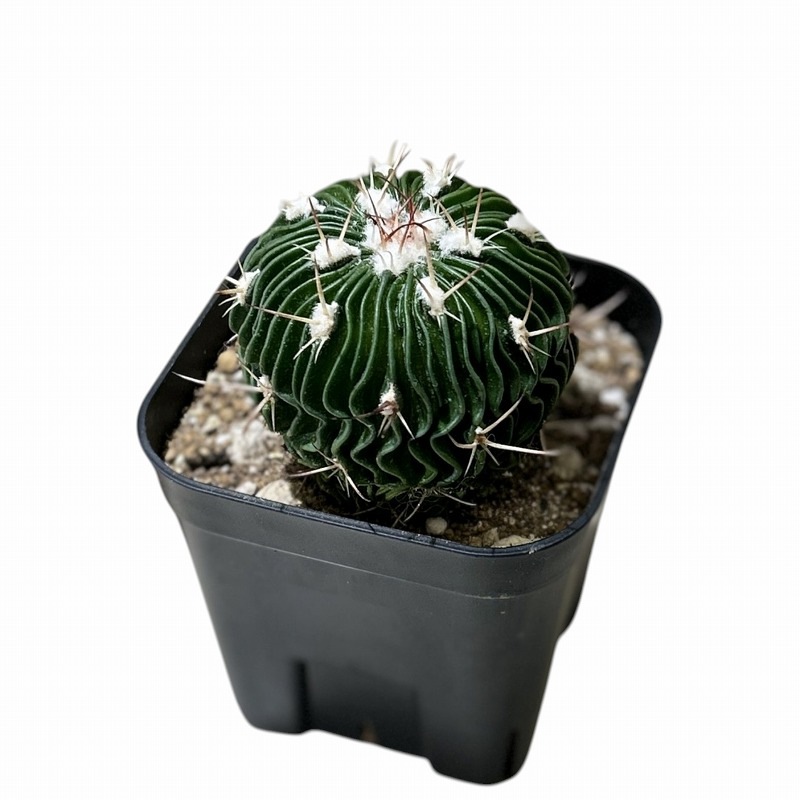 サボテン サボテン 千波万波 3号 (個体おまかせ1鉢)｜芳樹園オンラインショップ
