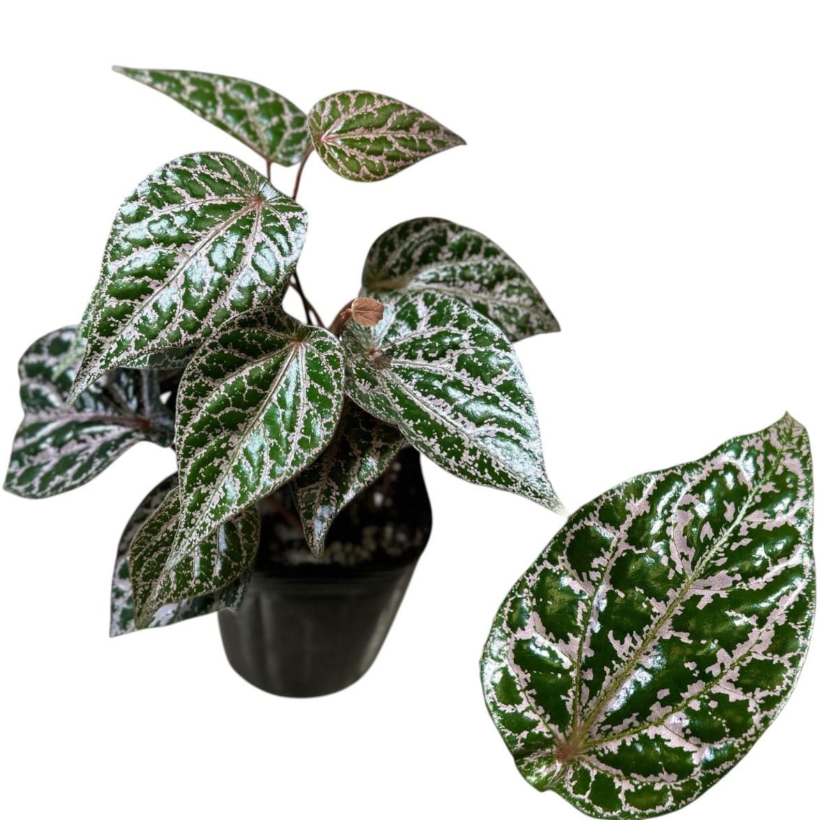 種類・用途,植物,観葉植物｜芳樹園オンラインショップ