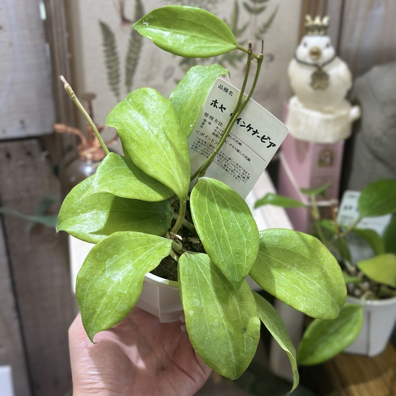 専用 ＊ 1029 ＊Hoya＊ホヤ ホヤ クインケナービア 3.5号スリット鉢(個体おまかせ1鉢)｜芳樹園