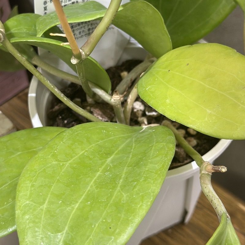 ホヤ クインケナービア 3.5号スリット鉢(個体おまかせ1鉢)｜芳樹園