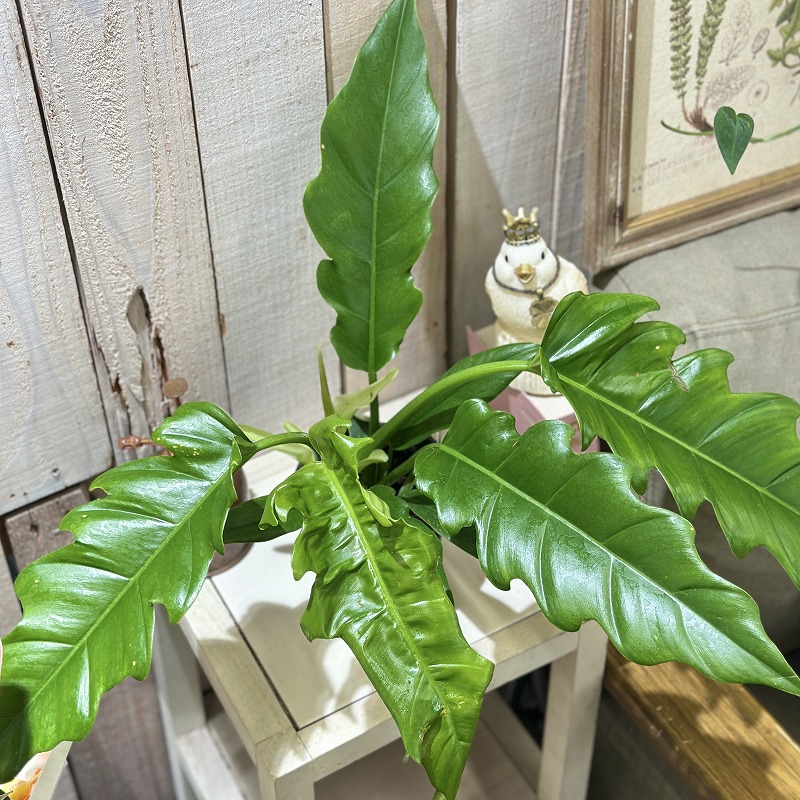 その他観葉植物 / 観葉植物 アンスリウム 5号 ホワイト インティ M 濃グレイ 付き