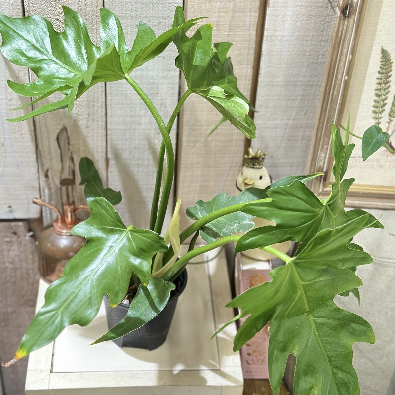 フィロデンドロン マヨイタヒチ 3.5号スリット鉢(個体おまかせ1鉢