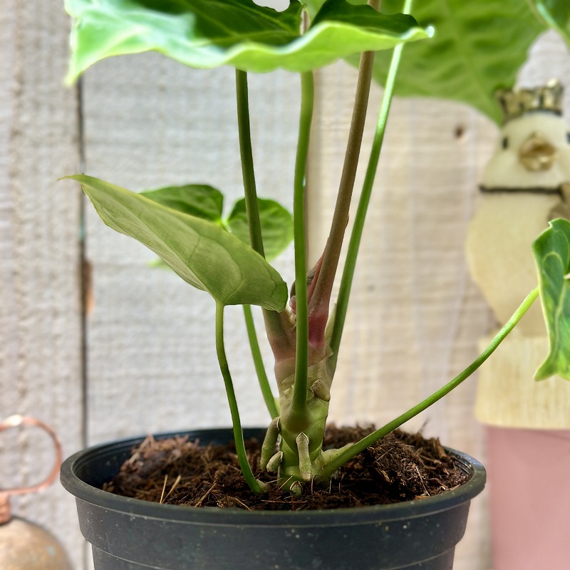 アンスリウム レガレ 2 陶器鉢 お皿付き アンスリウム レガレ ハイブリッド 4号スリット鉢(個体おまかせ1鉢