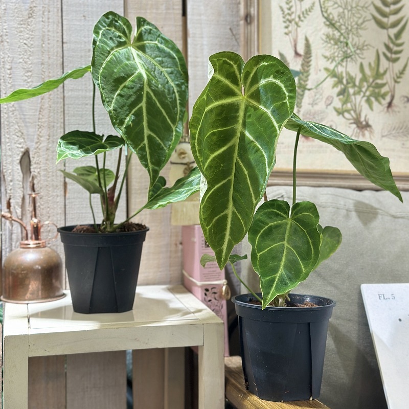 アンスリウム レガレ ハイブリッド 4号スリット鉢(個体おまかせ1鉢