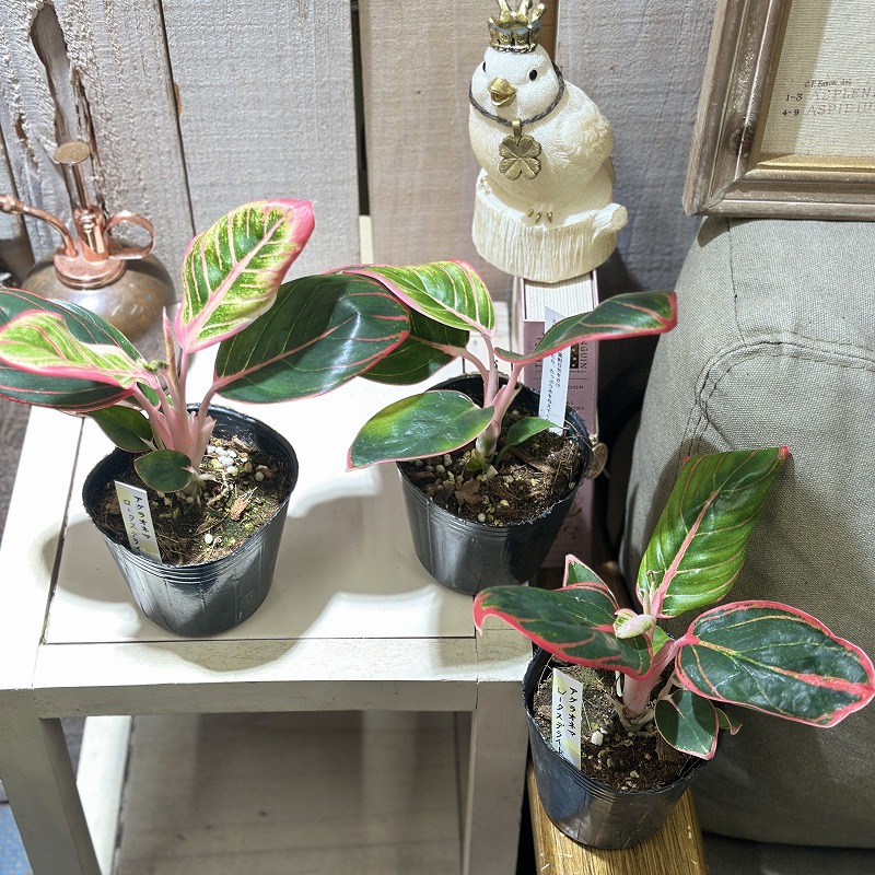 ★ポットごと♡ロータス デライト♡アグラオネマ♡希少♡観葉植物 アグラオネマ ロータスデライト 3号ポット(個体おまかせ1鉢)｜芳樹園