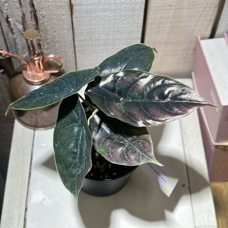 アロカシア アズラニー レッドマンボ 3.5号硬質ポット(個体おまかせ1鉢