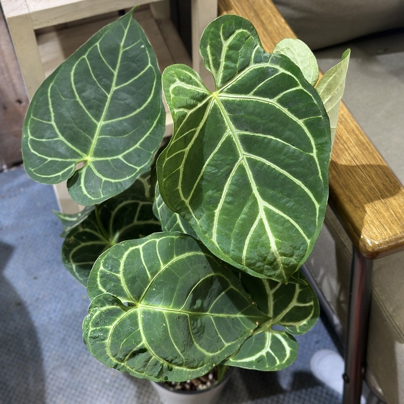 その他観葉植物 / ds586191_01.jpg