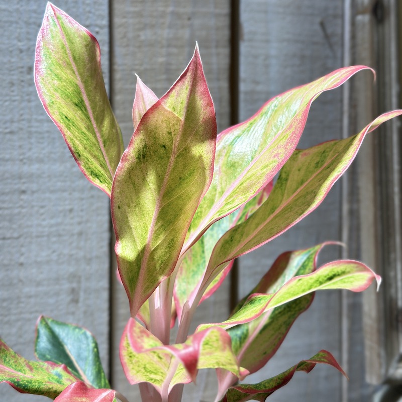 アグラオネマ サイアムオーロラオレンジ 4号白鉢(個体おまかせ1鉢