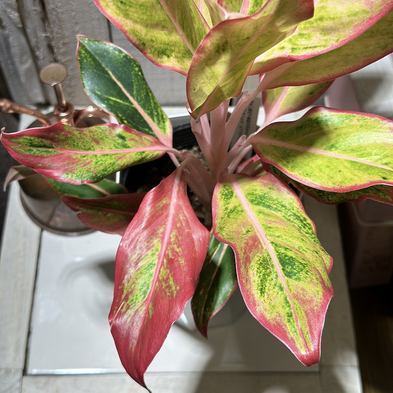 アグラオネマ サイアムオーロラオレンジ 4号白鉢(個体おまかせ1鉢