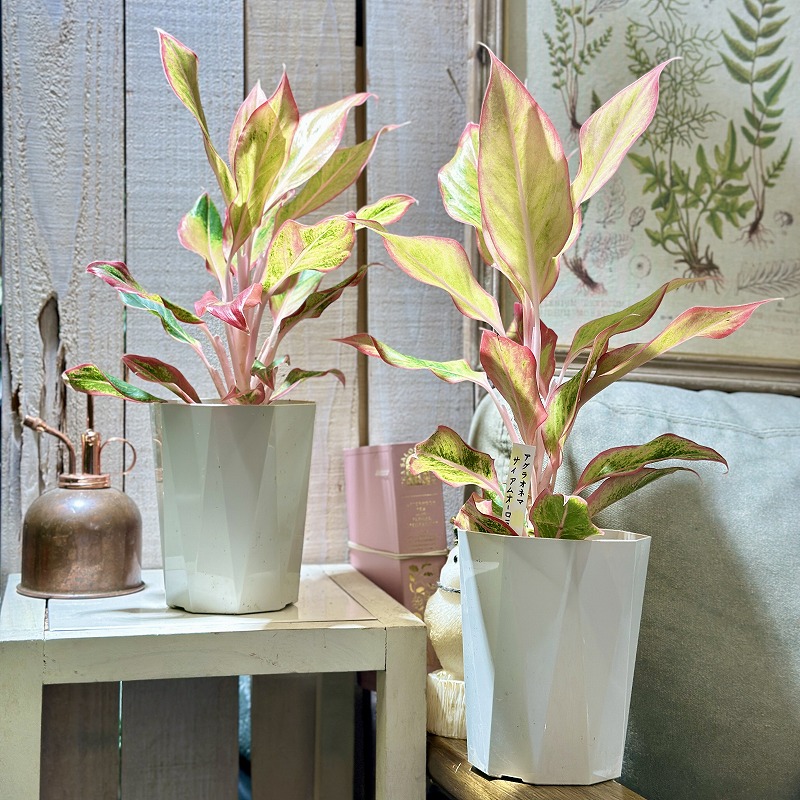 アグラオネマ サイアムオーロラオレンジ 4号白鉢(個体おまかせ1鉢