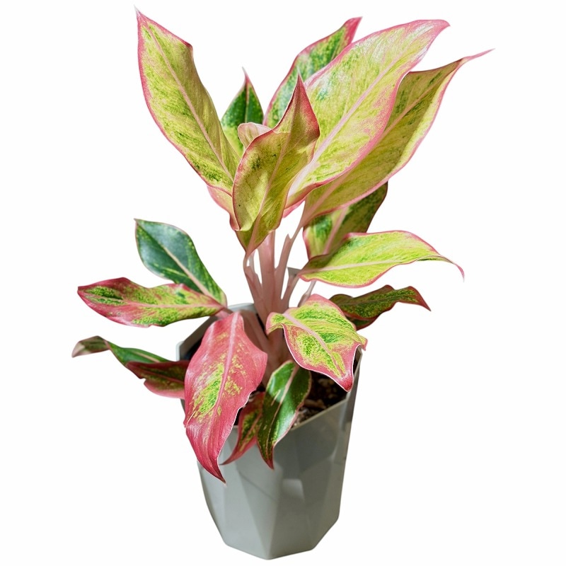 アグラオネマ サイアムオーロラオレンジ 4号白鉢(個体おまかせ1鉢