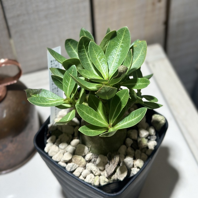 落葉中】アデニウム モンスター 3.5号角鉢(個体おまかせ1鉢)｜芳樹園