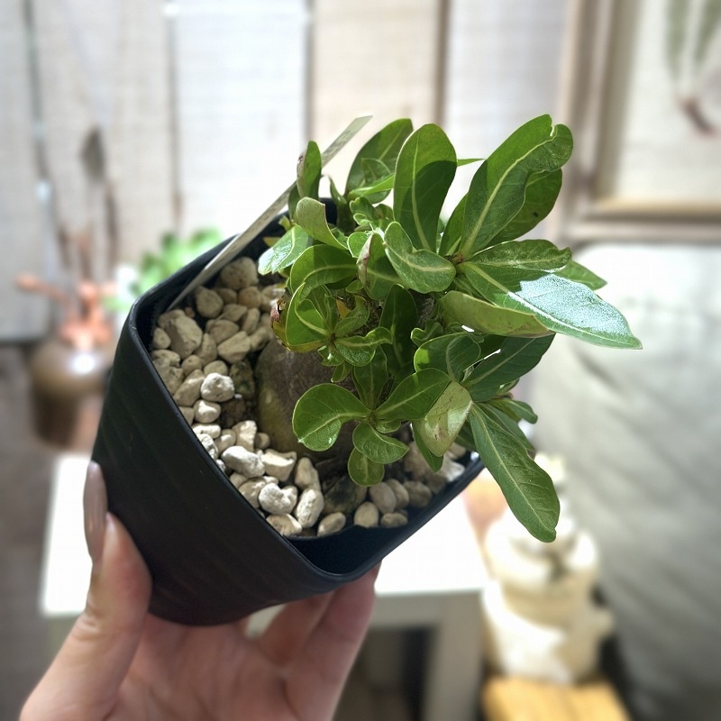 落葉中】アデニウム モンスター 3.5号角鉢(個体おまかせ1鉢)｜芳樹園