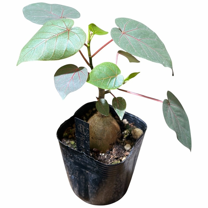 観葉植物 観葉植物 アンスリウム 5号 ホワイト インティ M 濃グレイ 付き