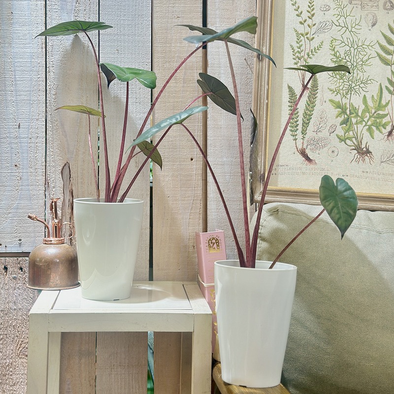 アロカシア ユカタンプリンセス 4号ロング白鉢(個体おまかせ1鉢