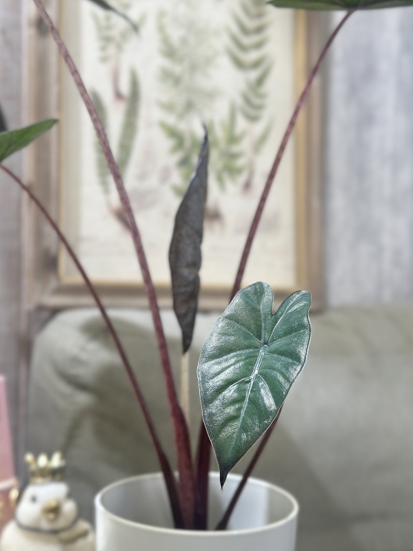 アロカシア ユカタンプリンセス オーレア Secret Bazaar | _ 『 アロカシア・ユカタン プリンセス斑入り(左