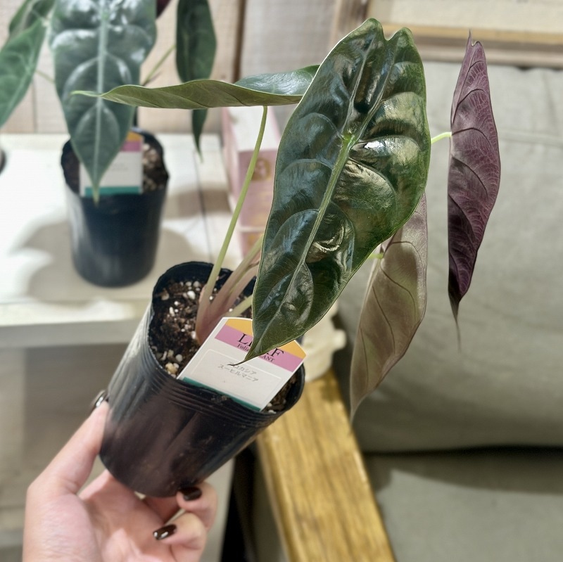 アロカシア スーヒルマニア 3号ロングポット(個体おまかせ1鉢)｜芳樹園