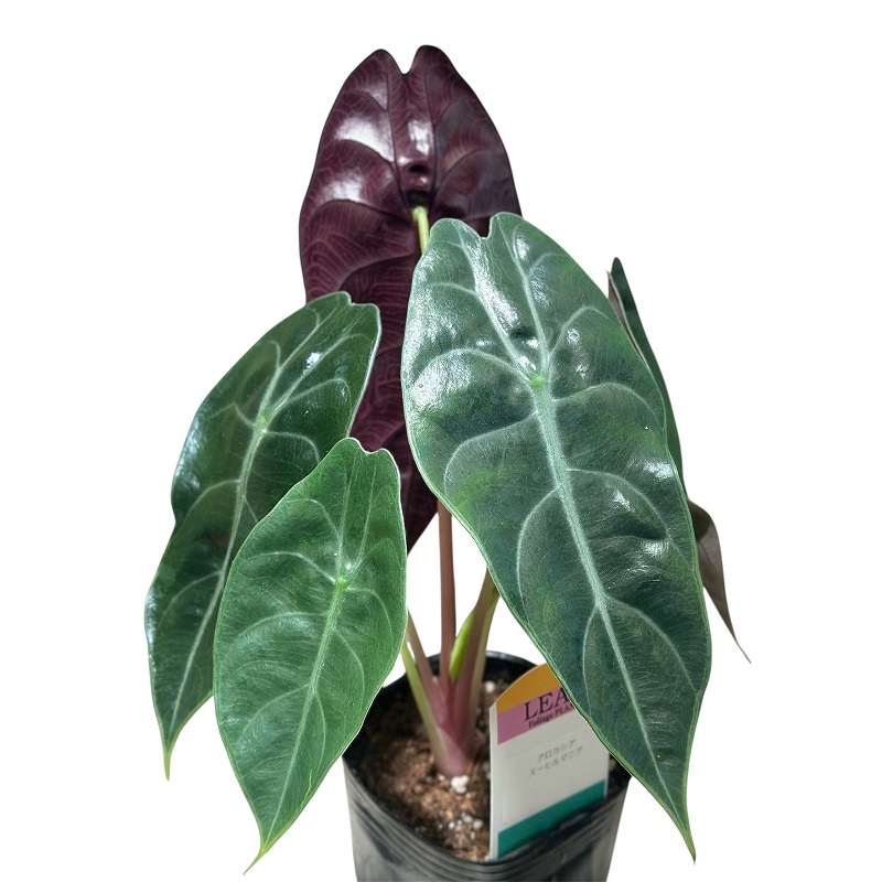 アロカシア スーヒルマニア 3号ロングポット(個体おまかせ1鉢)｜芳樹園