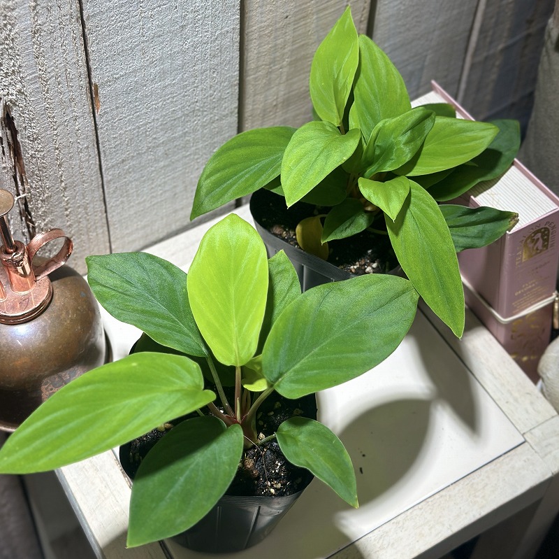 ホマロメナ グリーンベルベット 3.5号ポット(個体おまかせ1鉢)｜芳樹園