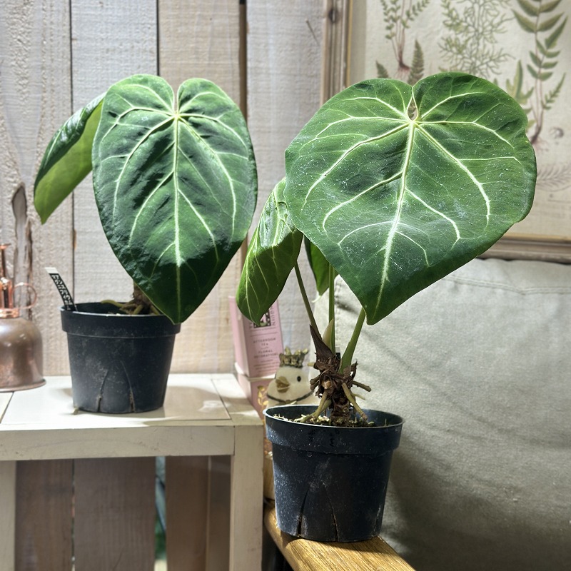 アンスリウム マグニフィカム 4号硬質ポット(個体おまかせ1鉢)｜芳樹園