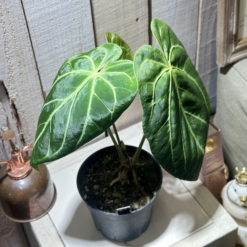 アンスリウム マグニフィカム 4号硬質ポット(個体おまかせ1鉢)｜芳樹園