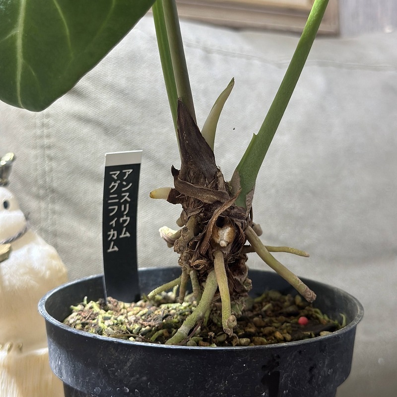 アンスリウム マグニフィカム 4号硬質ポット(個体おまかせ1鉢)｜芳樹園