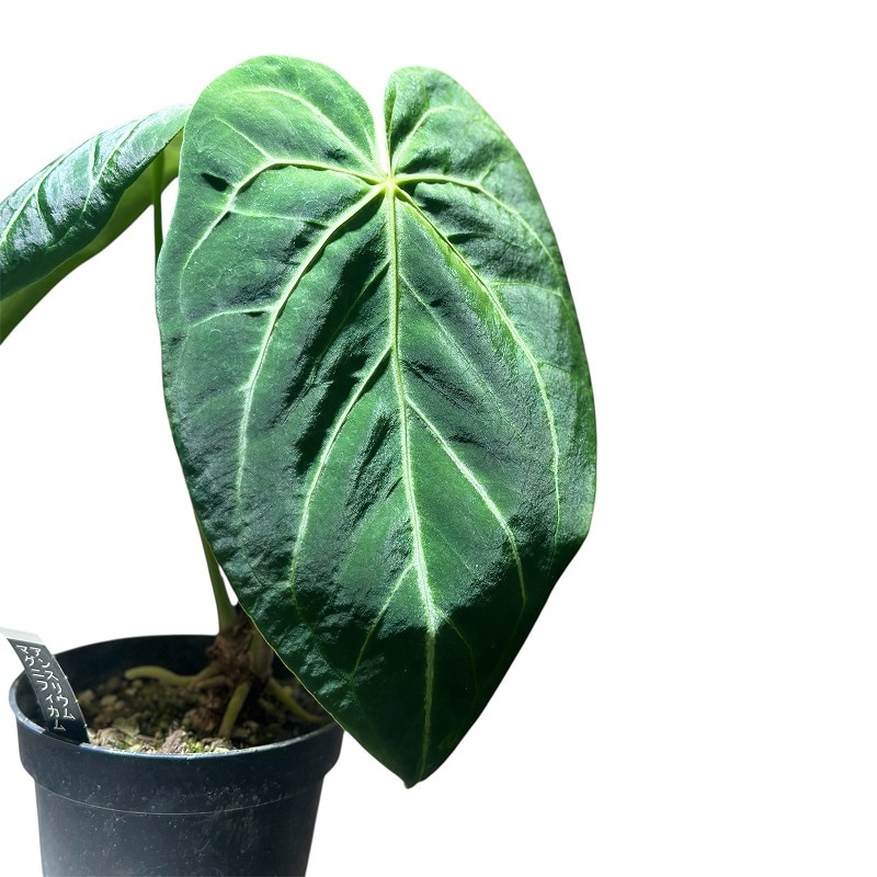 その他観葉植物 Shion* 全商品一覧/ 人気の観葉植物、お祝いギフト、移転祝い、開店祝い