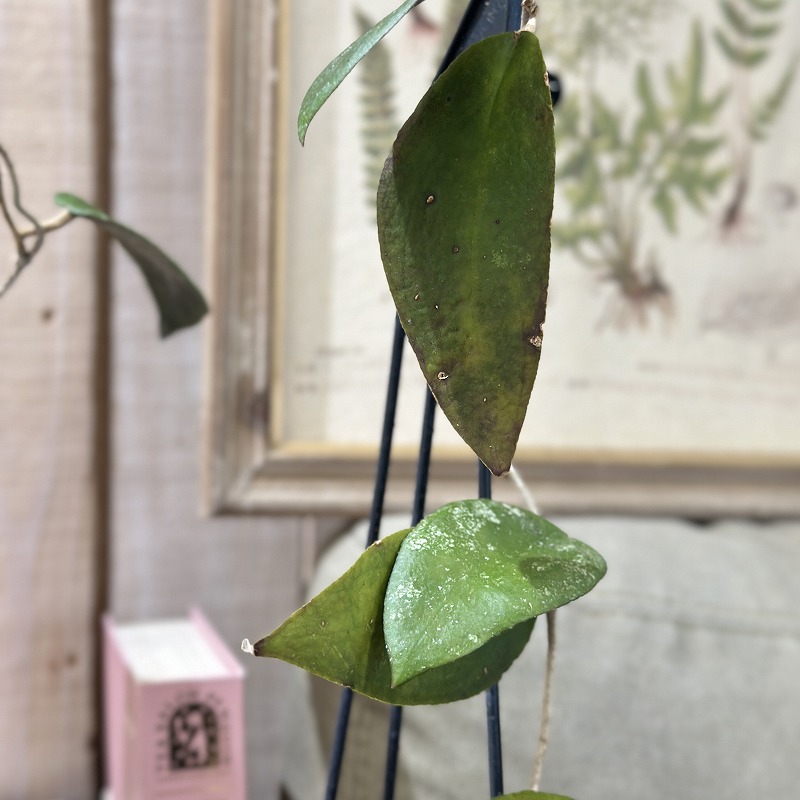 ホヤ Hoya Caudata from smatra aceh 3号吊り鉢(個体おまかせ1鉢
