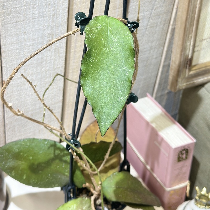 ホヤ Hoya Caudata from smatra aceh 3号吊り鉢(個体おまかせ1鉢