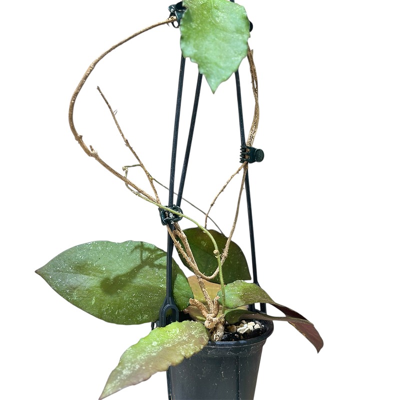 ホヤ Hoya Caudata from smatra aceh 3号吊り鉢(個体おまかせ1鉢